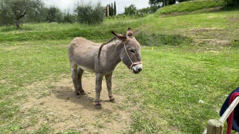 Pinocchio the Happy Donkey