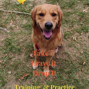 Remi Jean Training and Practice