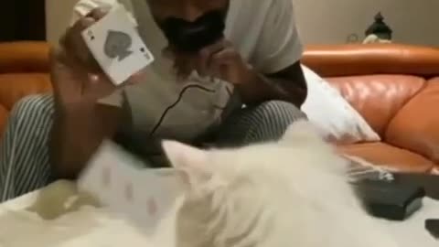 Cat Playing for Cards