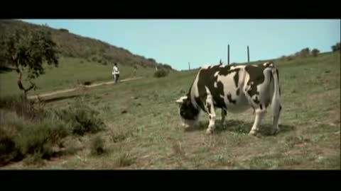 Man vs cow fight scene