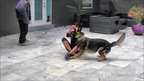 Guard Dog Training Step by Step!!!!