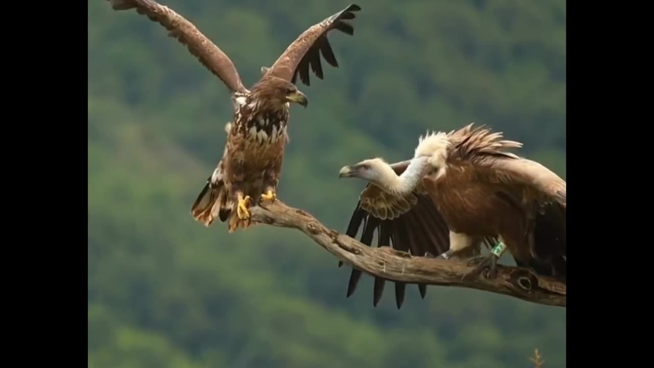 Eagle VS Vulture 🦅🦅who will win