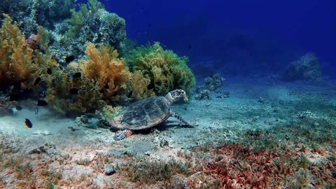 Eating Sea Turtle!! Why The Australian Tradition Continues!!