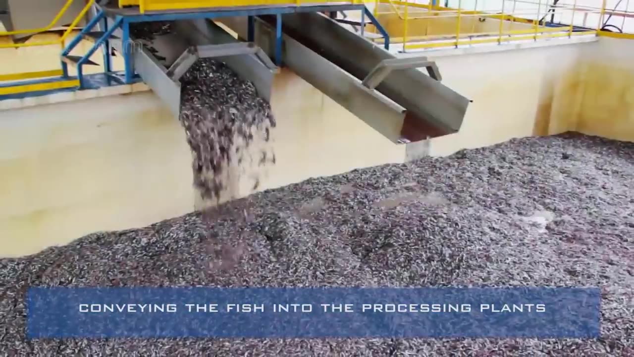 Process Millions Fish to make Fish Oil, Fishmeal,Fish Sauce - Fish Oil Production Process in Factory