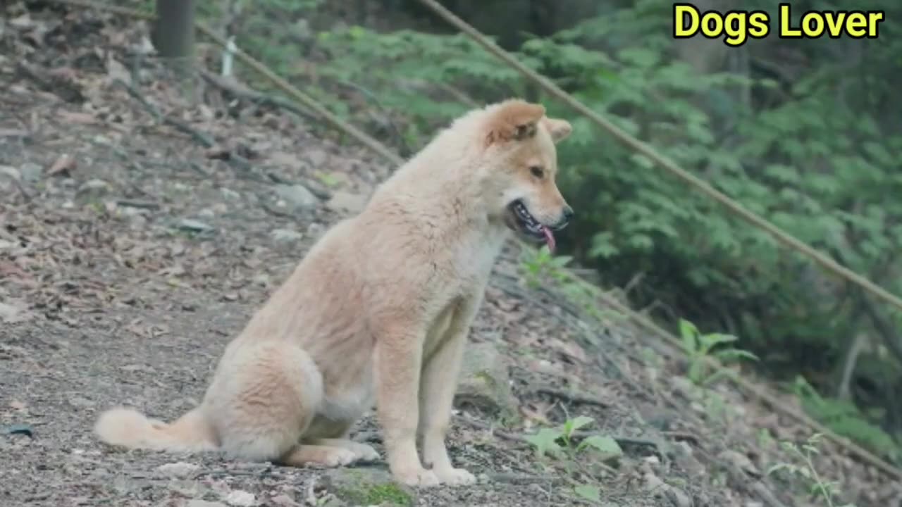 Dogs barking sound hd