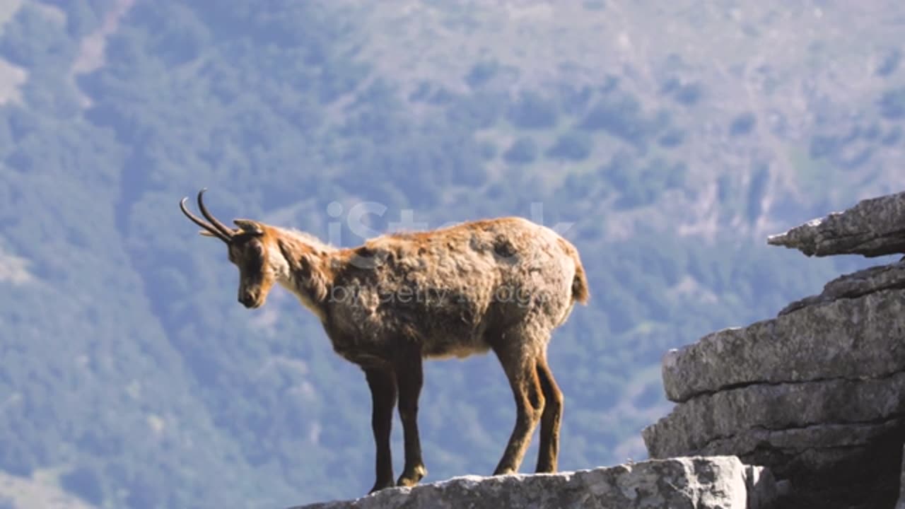 Wild chamois