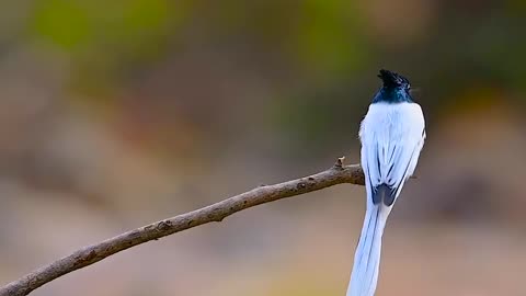 Wildlife and Funs