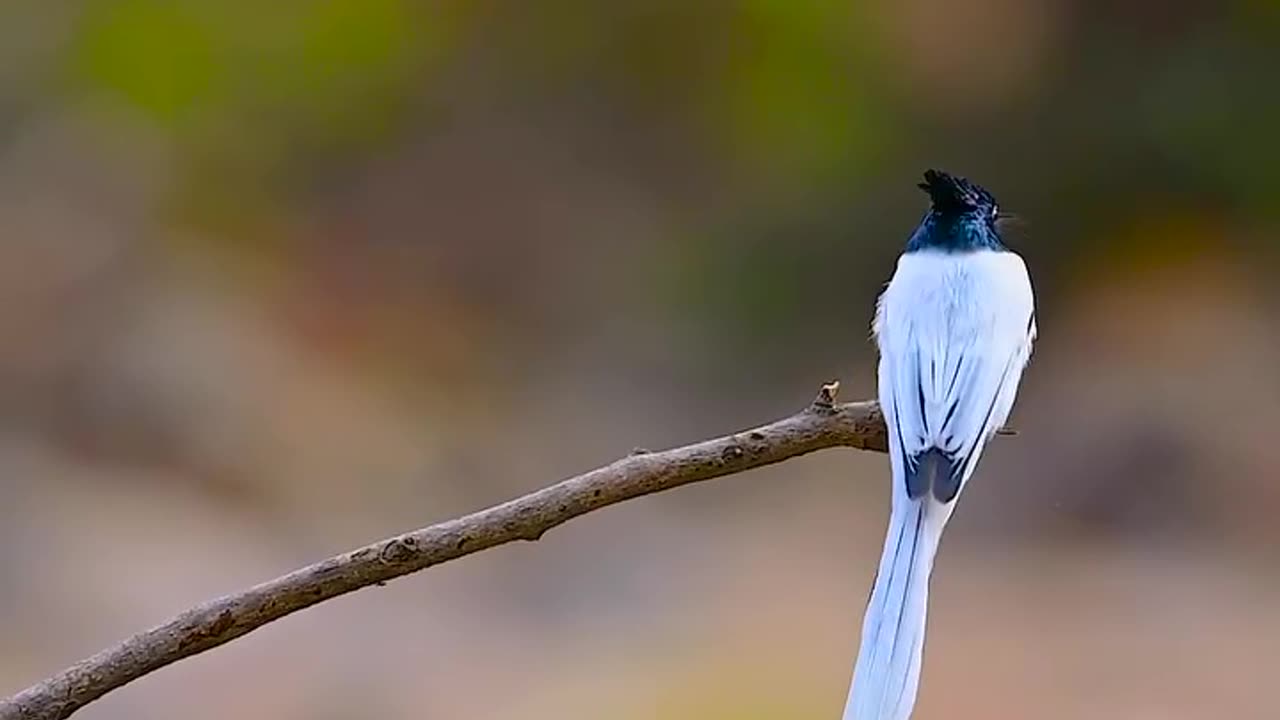 Wildlife and Funs