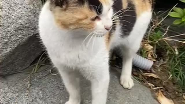 Gave the street cat a snack