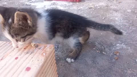 Kitty trying cheese for the First Time!