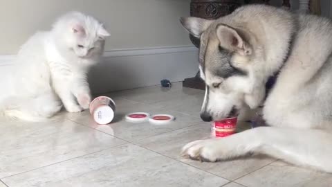 Cat vs Dog Ice-cream Challenge