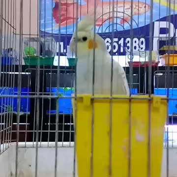 Very fast parrot