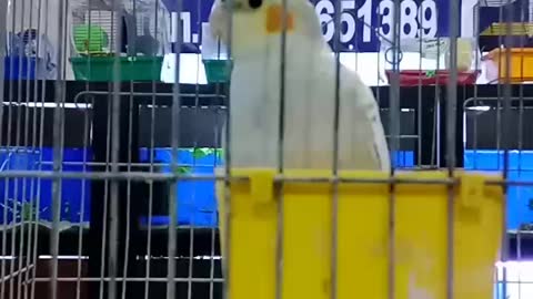 Very fast parrot