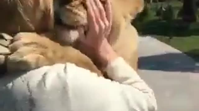 In New Zealand, a woman raised two lion cubs