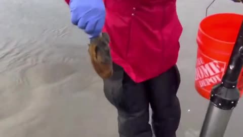 New Zealand's Aunt Mary digs clam king