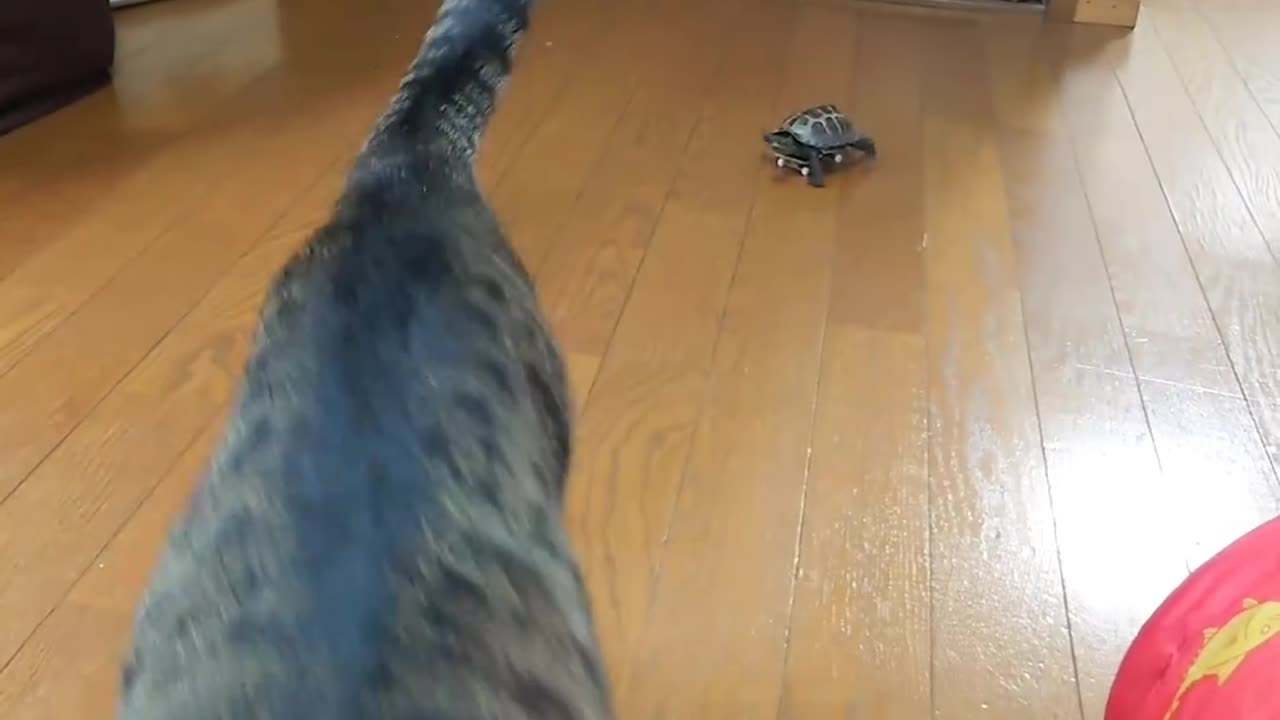 This turtle is amazing ( must see to the end)🥰😍😁😄