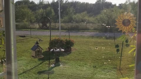 Birds taking bath