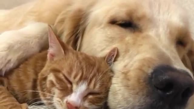 Cute dog and cat play and sleep with each other peacefully 💖