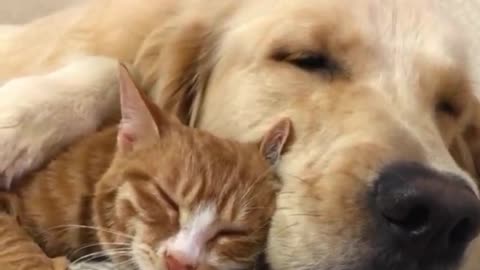 Cute dog and cat play and sleep with each other peacefully 💖