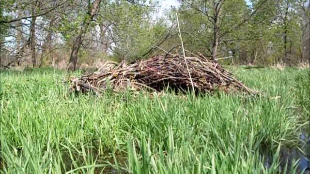 Blowing up beaver dams with tannerite