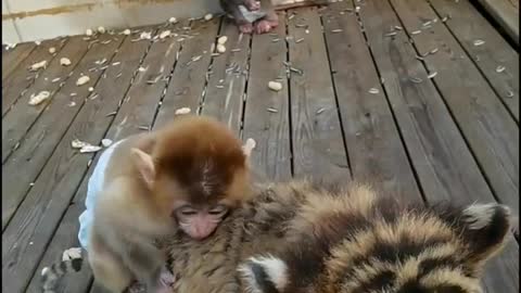 Little baboon and little tiger make friends