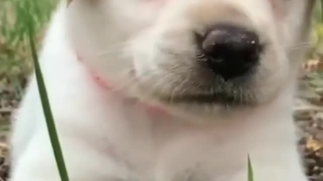cute puppy