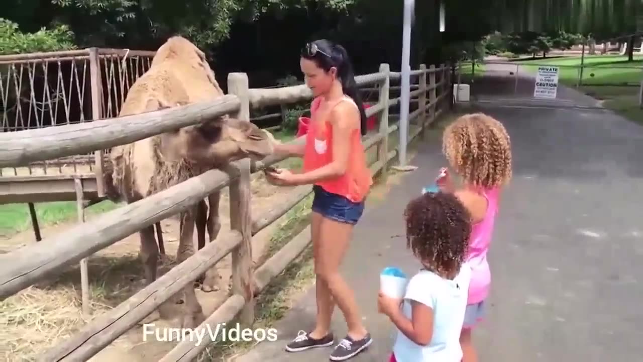 Funny Zoo Animal Videos | Funny Zoo Videos | Funny Girl Videos Lucu 2023 | Funny Zoo Animals