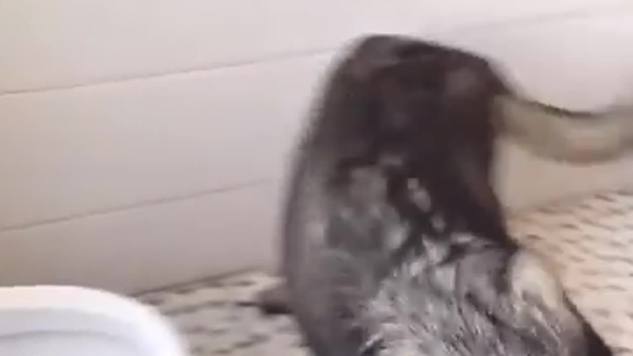 Dog...