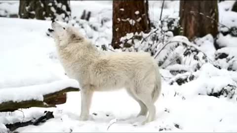 Some people get giggle of snow. Our wolves get to howl snow. Wineger 🐺