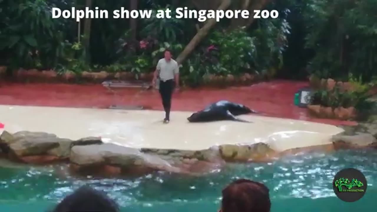 DOLPHIN SHOW AT SINGAPORE ZOO !!!!