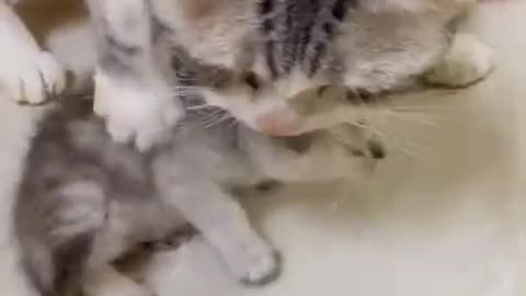 Super cute cat stealing food