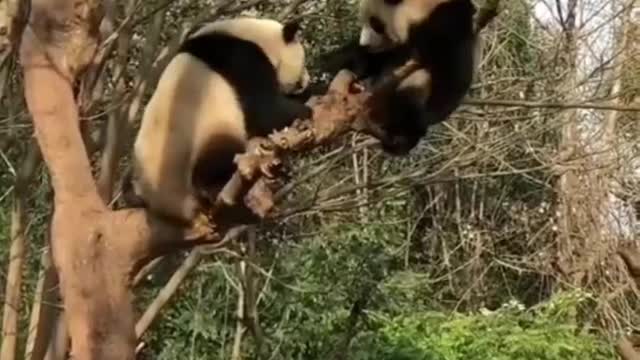 Giant panda fight