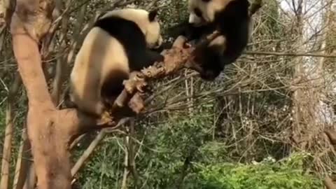 Giant panda fight