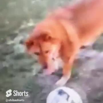 The perfect defender in every way