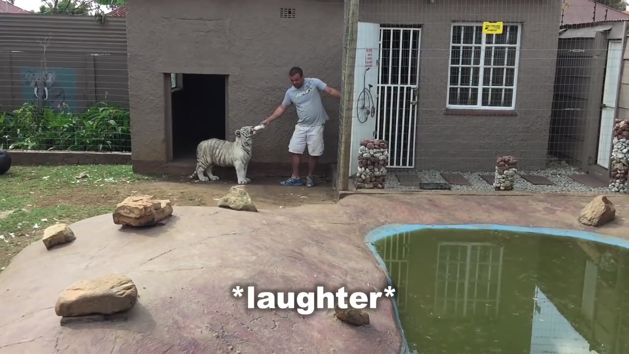 6 Tiger encounters shouldn't click on