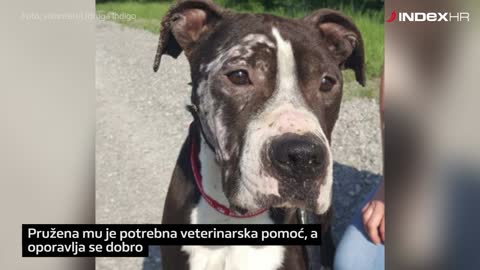 Nakon svega što je prošao, ScarFace traži novi dom