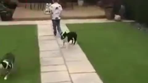 Dog And Boy Playing with Ball