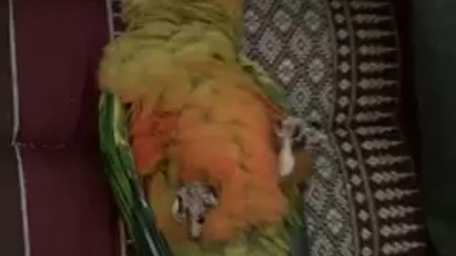 parrot sleeping time