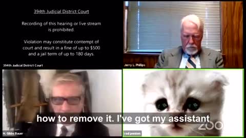 Lawyer is a Cat on Zoom