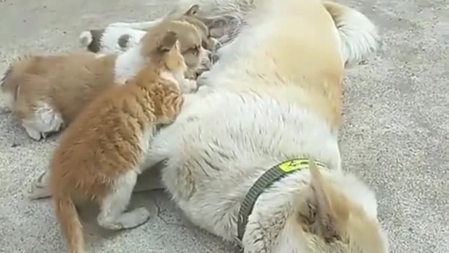 dog love in cats baby and sharing milk movement