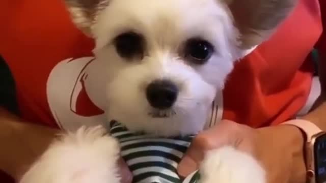 Top Funny Cute Dog Videos