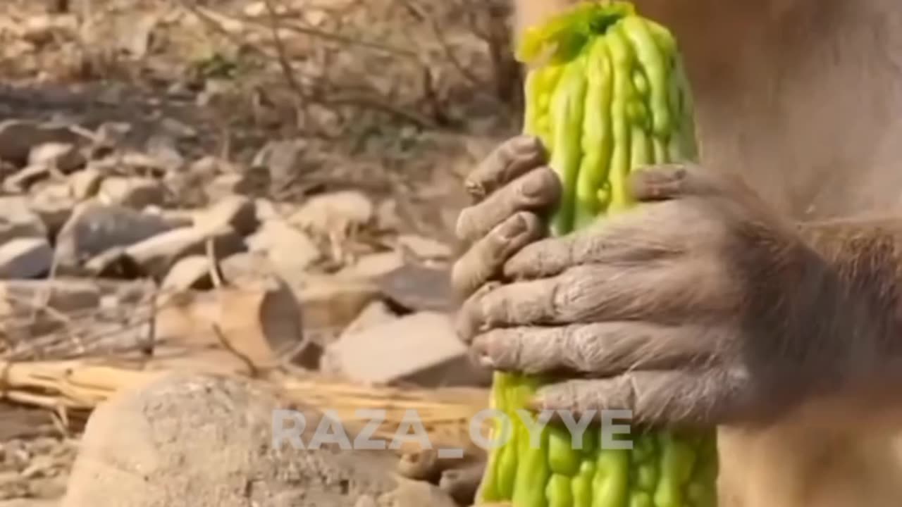 Bhoola record funny video