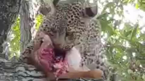 South Africa Forest Leopard Make Breakfast