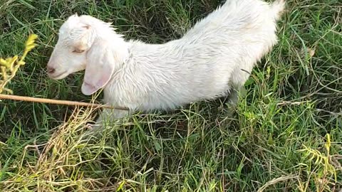 so cute white goat1