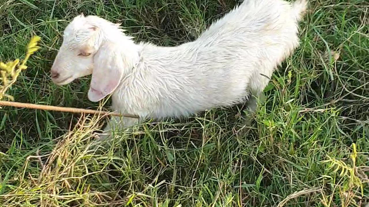 so cute white goat1