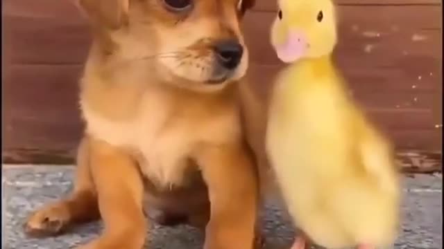 Cute Dog & Duck