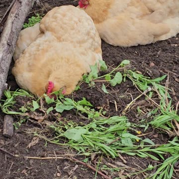 OMC! What the heck is wrong with these chickens!? Napping worm diggers?