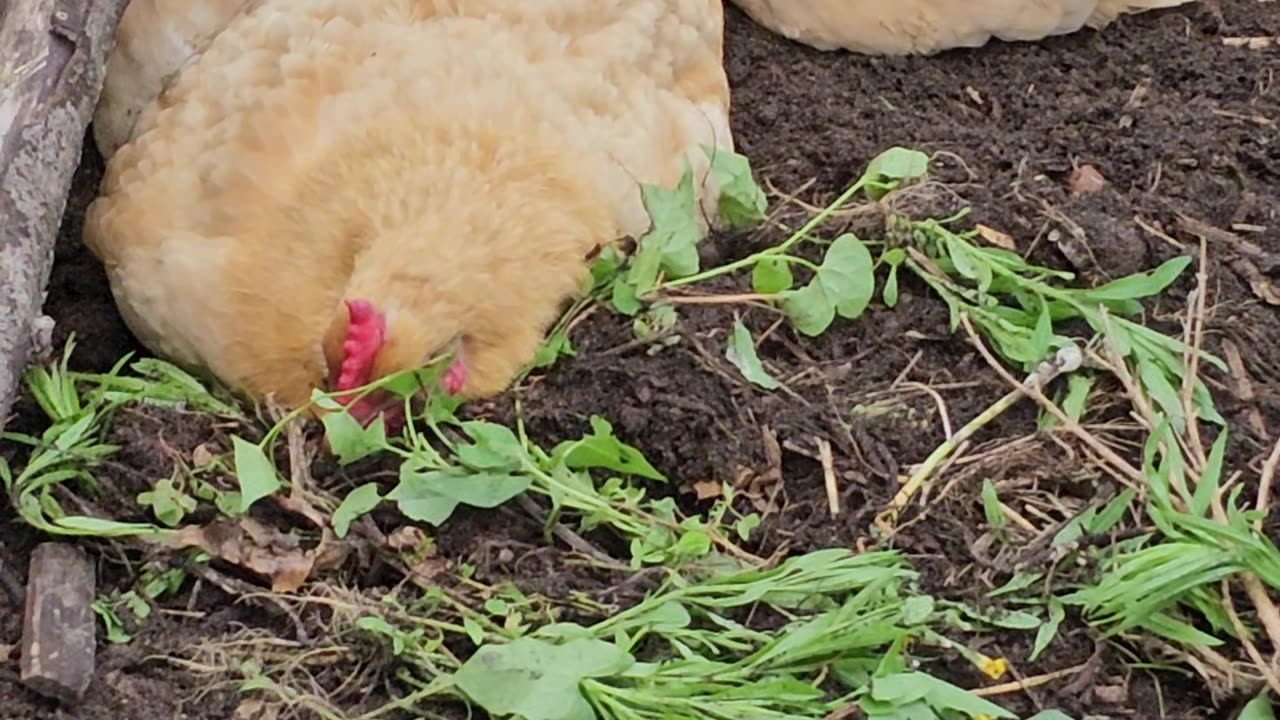 OMC! What the heck is wrong with these chickens!? Napping worm diggers?