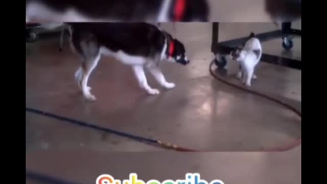 Short video ll dog cat fights