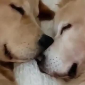 How cute dogs sleep